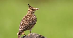 طائر القبره المتوجه Animals Photo Birds