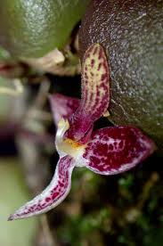 Image result for Bulbophyllum josephi