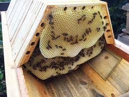With our expansive online educational video library, you'll learn exactly what you need to know when you need it the most. The Cathedral Hive Fully Assembled Bee Keeping Top Bar Hive Bee Supplies