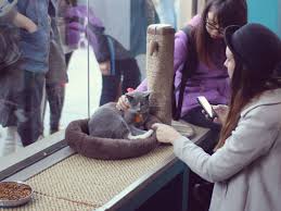 Koneko cat cafe in nyc | this cat cafe in new york city is full of adoptable cats! Cats On Cats On Cats First Permanent Cat Cafe Might Come To Nyc
