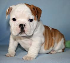 We did not find results for: 48 English Bulldog Wallpaper For Computer On Wallpapersafari
