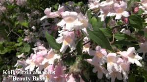 Summer flowering trees and shrubs. Summer Flowering Trees And Shrubs Youtube