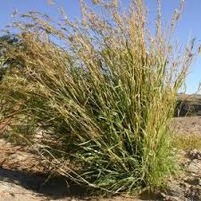 Image result for Aristida diffusa
