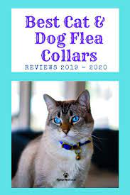 Best Cat Dog Flea Collars Reviews 2019 2020 Cat Flea Collar Cats Cat Fleas Treatment