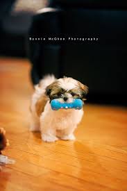 my sweet penny shih tzu puppy shih tzu shih tzu dog