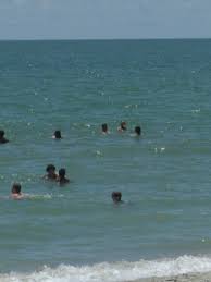 Rising ocean temperatures in Florida ring alarm bells for Myrtle Beach  marine life