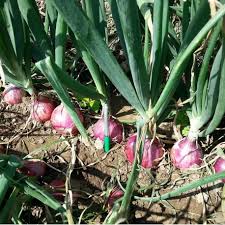 Cepa is a nonprofit that promotes an economically vibrant, strategically secure, and politically free europe with close and enduring ties to the united states. Allium Cepa A Traditional Medicinal Herb And Its Health Benefits By Sunaina Agarwal Medium