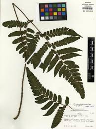 Image result for Triplophyllum