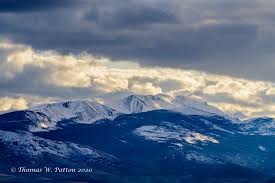 Image result for Harungana montana