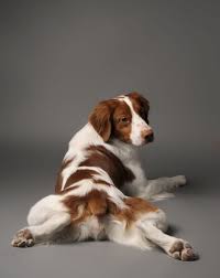 Feel free to browse hundreds of. 10 Puppies Pets Ideas Puppies Brittany Spaniel Spaniel