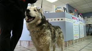 Had a fast and easy visit, it was my cats (finney) first ever visit and he was taken care of wonderfully. Welcome To Pet Vet Partners Crete Il And Dyer In Veterinarians Vet Clinic