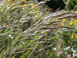 We did not find results for: Bromes Genus Bromus Inaturalist Ca