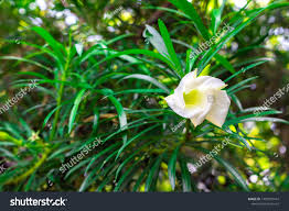 Image result for Cascabela thevetia