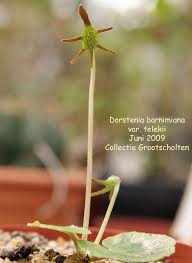 Image result for Dorstenia barnimiana