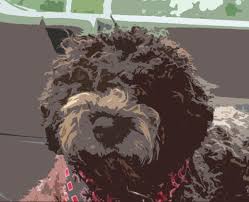 Lagotto romagnolo featured on animal planet. Shivaree Lagotto Romagnolo Home Facebook