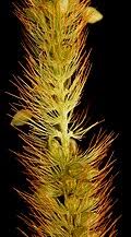 Image result for Setaria pseudaristata
