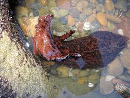 Black lab puppy enjoying the wind. California Sea Hare L Astounding Slug Our Breathing Planet