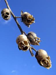 Skull Like Snapdragon Seed Capsules Strange Flowers Snapdragon Flowers Weird Plants