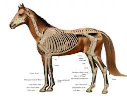 Sprains, strains, fractures and other injuries to the musculoskeletal system including bones muscles, cartilage, tendons, ligaments and joints; Why Do They Euthanize A Horse With A Broken Leg Science Abc