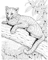 Baby jaguar coloring pages free. Printable Coloring Pages Jaguar Novocom Top