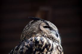 Owls And Barn Owls The Kings Of The Night In the distance appeared the bird 3 ft tall. owls and barn owls the kings of the night