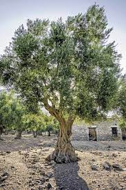 Olive trees does need to be fertilized especially in fruiting phase. Learn How To Grow Olive Trees In The Home Landscape Gardener S Path