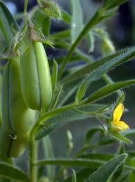 Image result for Crotalaria misella