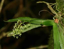 Image result for Angraecopsis