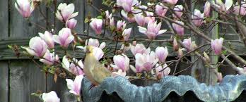 Check spelling or type a new query. The Jane Magnolia Tree Easy Backyard Gardening