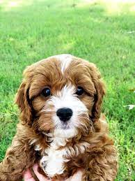 We did not find results for: Best Cavapoo Breeders