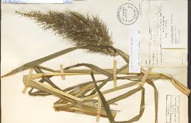 Image result for Echinochloa ugandensis