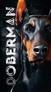Doberman Wallpaper Doberman Pinscher Wallpaper Dlya Android Skachat Apk
