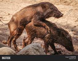 Wild Boars. Wild Boar Image & Photo (Free Trial) | Bigstock