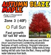 autumn blaze maple speedy growth rate of a silver maple