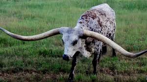 Check spelling or type a new query. Texas Longhorn Breaks Guinness World Record For Nearly 11 Foot Horns Abc News