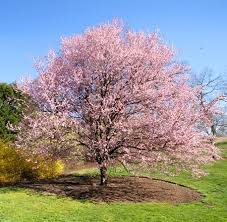 Maybe you would like to learn more about one of these? Kwanzan Cherry Tree Flowering Cherry Tree Fast Growing Trees Pink Flowering Trees
