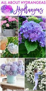 All About Hydrangeas How To Plant Preserve And Care For Hydrangeas Potted Hydrangea Care Hydrangea Care Growing Hydrangeas