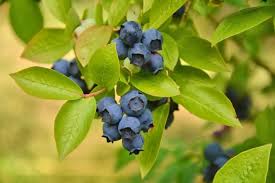 Everyday low prices · savings spotlights · curbside pickup Growing Blueberries In A Desert Climate