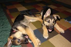 Black And Tan Fluffy German Shepherd Puppies Black And Tan German Shepherd Previous Image Go Back To Black And Tan German Shepherd Puppy German Shepherd Puppies German Shepherd Funny Pomeranian Breed