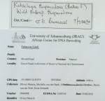 Image result for Kotschya sp.no.A