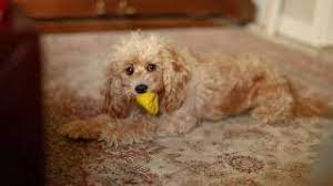 The only place to shop the full collection of sophie's designs and accessories online Full Grown Cavoodle Playing With Toy Poodle Cavapoo Videos Youtube