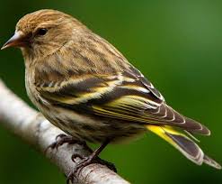 Bird With Yellow Breast With Black Stripe Pine Siskin Pine Siskin Backyard Birds Pet Birds Common Birds