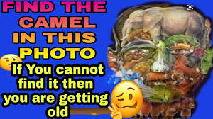 These fat humps can weigh as much as 80 pounds and allow the camel to comfortably go one to two weeks without eating, if necessary. 99 Will Fail This Test Find The Camel In The Picture Puzzle Youtube
