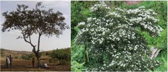 Image result for Cordia africana