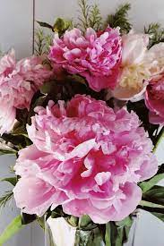 No matter your growing environment or flower preference, there is a peony to suit any style. How To Cut And Preserve Fresh Peonies For Entertaining