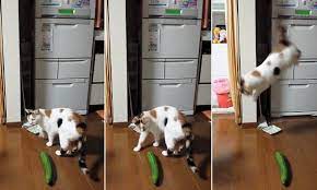 Cat Owner S Slammed Over Pet S Terrified Reactions To Cucumbers Cats And Cucumbers Cats Scared Of Cucumbers Cute Kitten Gif
