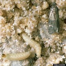 pantry pests and their control