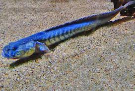 Image result for Brachystegia gossweileri