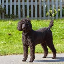 Mountainstatepoodles has two standard poodle puppies left for sale. Standard Poodle