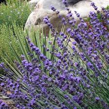 Pin On Lavender